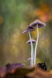 Attēlu rezultāti vaicājumam “Psathyrella sp.”