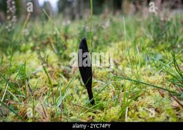Attēlu rezultāti vaicājumam “Geoglossum sp.”