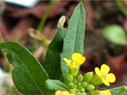 Attēlu rezultāti vaicājumam “Erysimum cheiranthoides leaf”