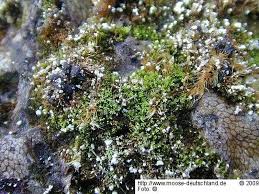 Attēlu rezultāti vaicājumam “Gymnostomum calcareum”