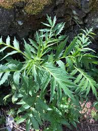 Attēlu rezultāti vaicājumam “Valeriana officinalis leaf”