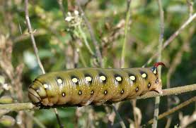 Attēlu rezultāti vaicājumam “Hyles gallii imago”