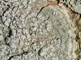 Attēlu rezultāti vaicājumam “Pertusaria albescens”