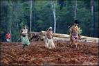 Illegal logging | Greenpeace International