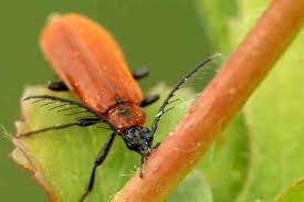 Attēlu rezultāti vaicājumam “Schizotus pectinicornis larva”