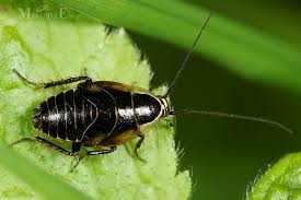 Attēlu rezultāti vaicājumam “Ectobius sylvestris”