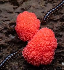 Attēlu rezultāti vaicājumam “Tubifera ferruginosa (subsp. ferruginosa) macro”