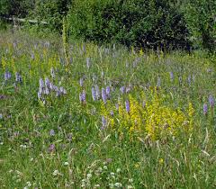 Attēlu rezultāti vaicājumam “Dactylorhiza fuchsii flower”