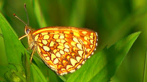 Attēlu rezultāti vaicājumam “Melitaea diamina”