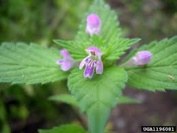 Attēlu rezultāti vaicājumam “Galeopsis tetrahit flower”