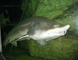 Image result for Huso fulvescens