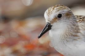 Image result for Calidris pusilla