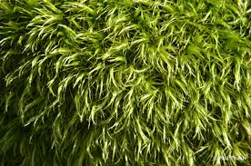 Attēlu rezultāti vaicājumam “Dicranum leioneuron”