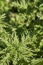 Attēlu rezultāti vaicājumam “Ambrosia artemisiifolia leaf”