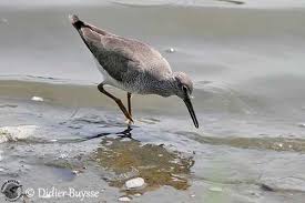 Image result for Tringa brevipes