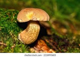 Attēlu rezultāti vaicājumam “Boletus luridus”