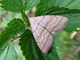 Attēlu rezultāti vaicājumam “Herminia tarsicrinalis”