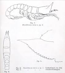 Attēlu rezultāti vaicājumam “Sorex sp.”