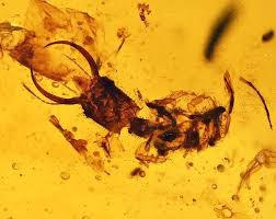 Attēlu rezultāti vaicājumam “Myrmeleontidae larva”