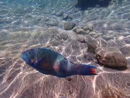 Image result for Scarus fuscopurpureus