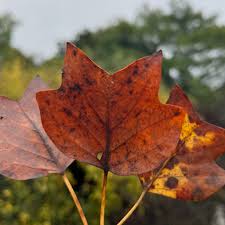 Attēlu rezultāti vaicājumam “Liriodendron tulipifera leaf”