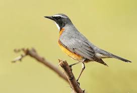 Image result for Irania gutturalis