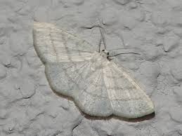 Attēlu rezultāti vaicājumam “Cabera pusaria female”