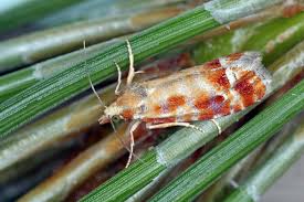 Attēlu rezultāti vaicājumam “Rhyacionia pinicolana”