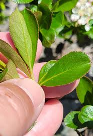 Attēlu rezultāti vaicājumam “Aronia melanocarpa leaf”
