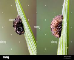 Attēlu rezultāti vaicājumam “Adalia bipunctata larva”
