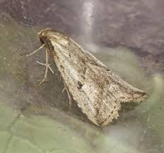 Attēlu rezultāti vaicājumam “Hypenodes humidalis”