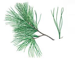 Attēlu rezultāti vaicājumam “Pinus peuce”