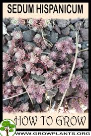 Attēlu rezultāti vaicājumam “Sedum hispanicum”