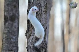 Attēlu rezultāti vaicājumam “Mustela erminea adult”