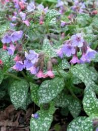 Image result for Pulmonaria Silverado