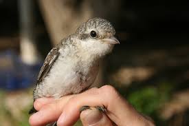 Image result for Lanius nubicus