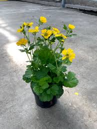 Attēlu rezultāti vaicājumam “Geum”