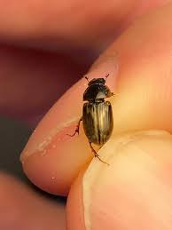 Attēlu rezultāti vaicājumam “Aphodius sp. imago”