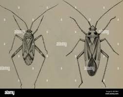Attēlu rezultāti vaicājumam “Stenotus binotatus female”
