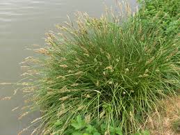 Attēlu rezultāti vaicājumam “Carex appropinquata”