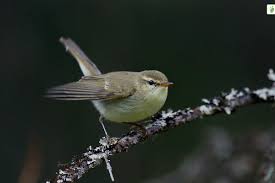 Attēlu rezultāti vaicājumam “Phylloscopus trochiloides”