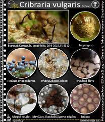 Attēlu rezultāti vaicājumam “Cribraria vulgaris”