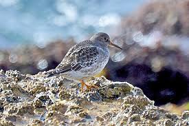 Attēlu rezultāti vaicājumam “Calidris maritima adult”