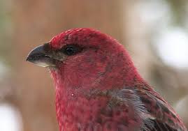 Attēlu rezultāti vaicājumam “Pinicola enucleator adult”