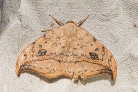 Attēlu rezultāti vaicājumam “Drepana falcataria”