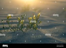 Attēlu rezultāti vaicājumam “Linaria loeselii”