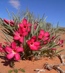 Attēlu rezultāti vaicājumam “Apocynaceae”