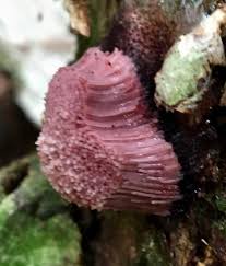 Attēlu rezultāti vaicājumam “Stemonitis fusca stalked”