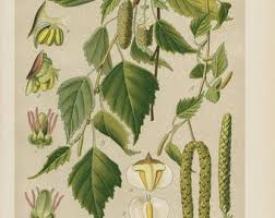 Attēlu rezultāti vaicājumam “Betula pubescens flower”