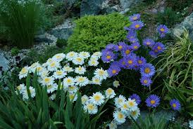 Image result for Aster alpinus